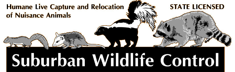 Suburban Wildlife Control IL Home