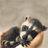 Orphaned Animals