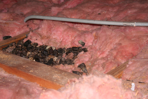 Soiled Insulation