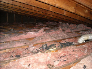 raccoon destroyed attic