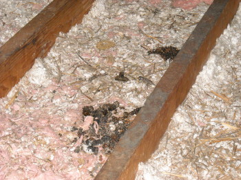 so gross, thank goodness for Suburban Wildlife Control
