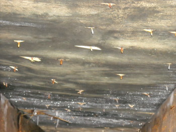 black mold!! from having raccoons defecating and urinating in attic for too long!