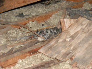 more black mold in a very bad attic