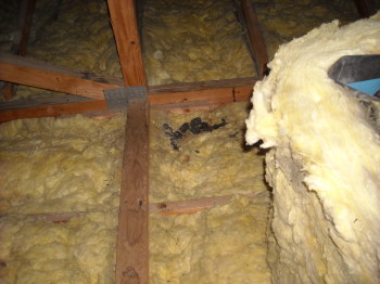 raccoons made this their home
