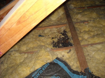 raccoon attic litterbox
