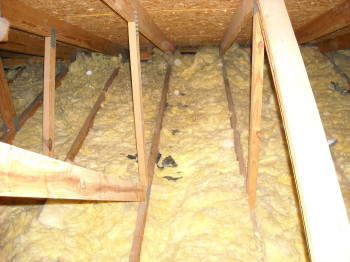 raccoons don't belong in attics :)