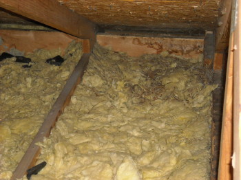 another attic destroyed by raccoons