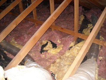 attic turn litterbox