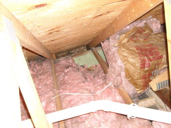what happens when raccoons move in