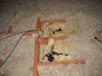 more raccoon waste in attic