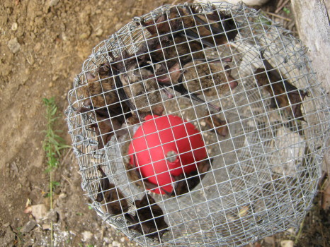 even more bats in trap