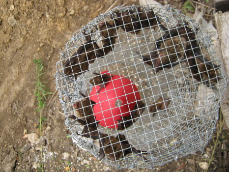 Bats Brad trapped