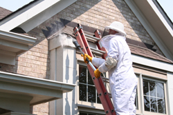 Suburban Wildlife Control treating a bee problem