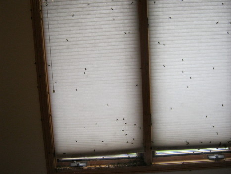 Bees Everywhere