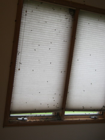 tons of bees