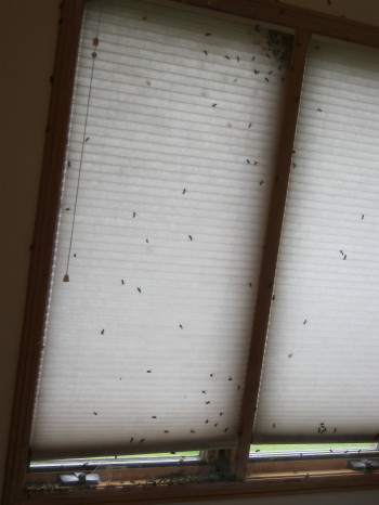 Bee extermination by Suburban Wildlife Control