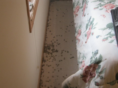 bees all over floor