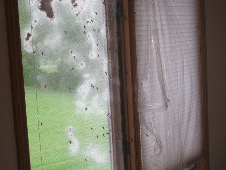 bees on window