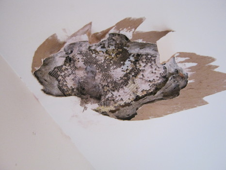 bees nest in ceiling