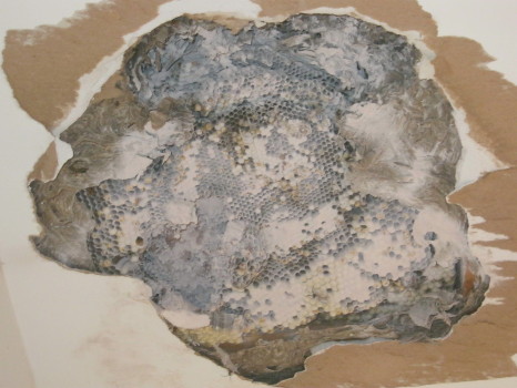 the bee nest in ceiling