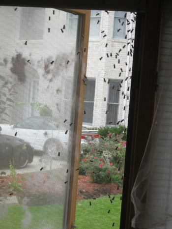 bees on window
