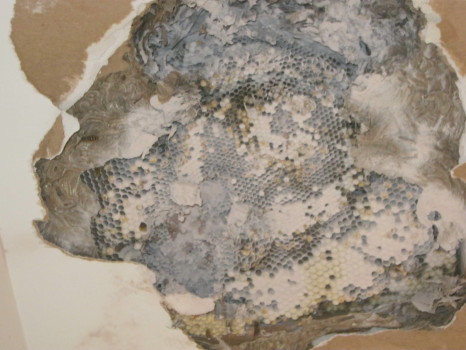 Bee's nest in ceiling