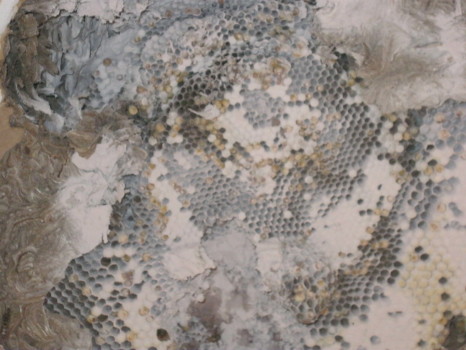 last pic of bees in ceiling