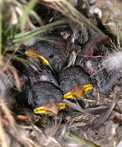 baby sparrows