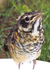 baby robin