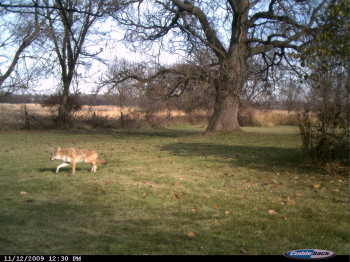 coyote in a yard