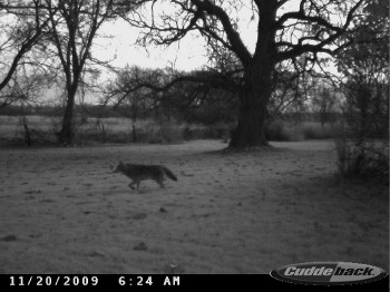 coyote