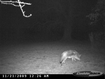 another coyote