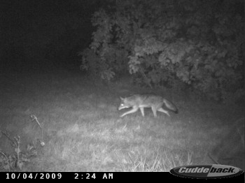 yet another coyote