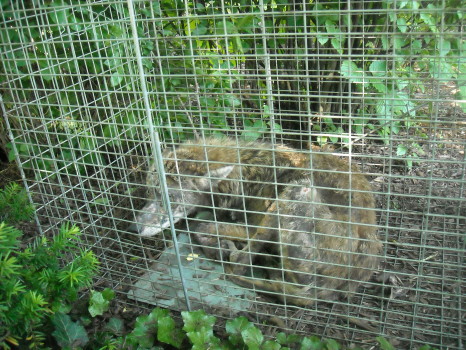 coyote with mange removed by Suburban Wildlife Control