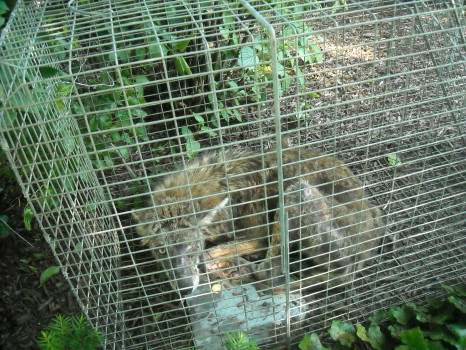 coyote with mange removed by Suburban Wildlife Control
