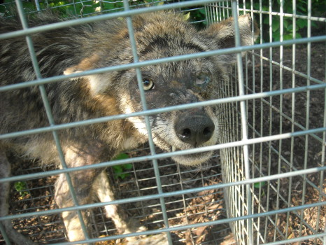 Mangy Coyote