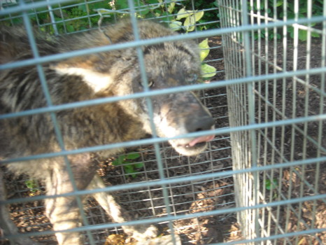 coyote with mange removed by Suburban Wildlife Control