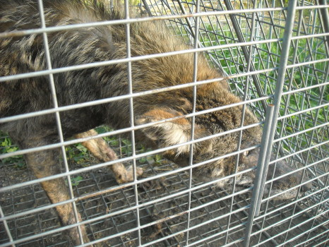 coyote with mange removed by Suburban Wildlife Control