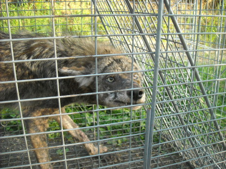 coyote with mange removed by Suburban Wildlife Control