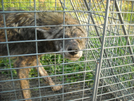 coyote with mange removed by Suburban Wildlife Control