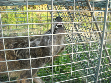 Coyote Removed by Suburban Wildlife Control