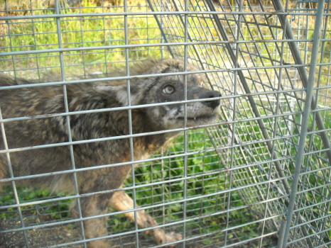 coyote with mange removed by Suburban Wildlife Control
