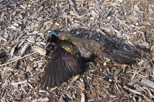 dead animal removed by Suburban WIldlife Control