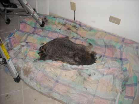 dead animal removed by Suburban WIldlife Control