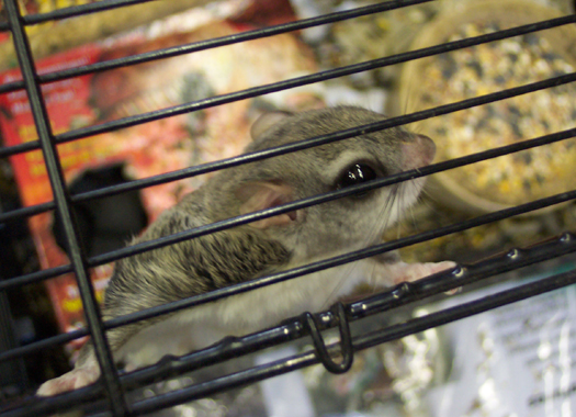 flying squirrel