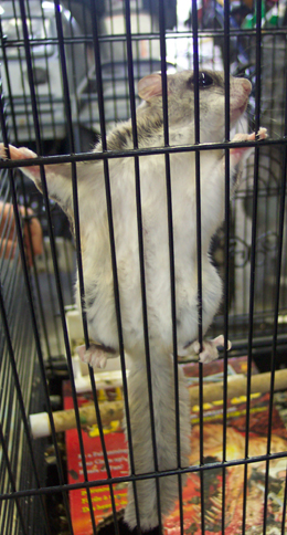 flying squirrel