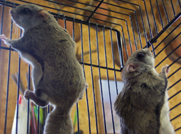 flying squirrels