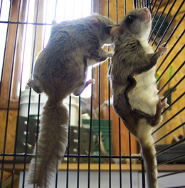 flying squirrels