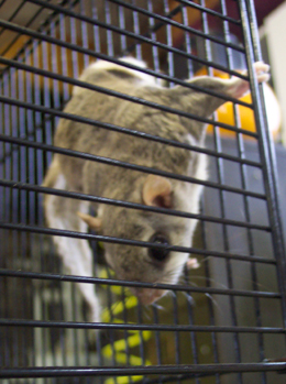 flying squirrel