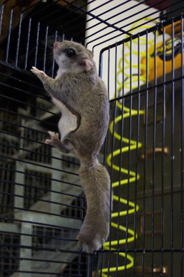 flying squirrel